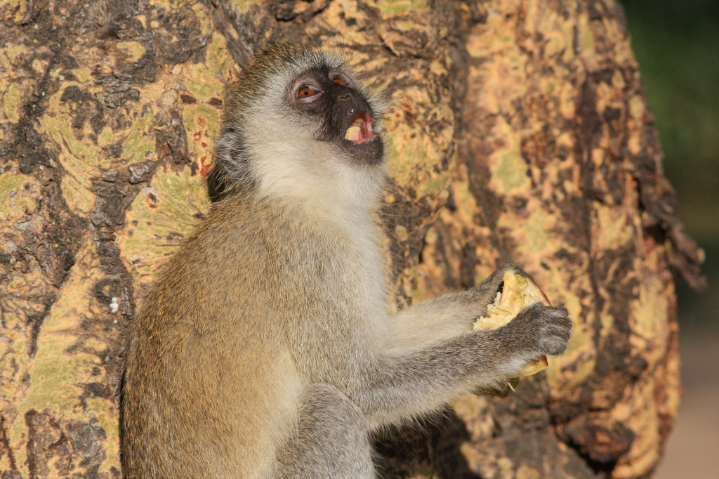 Vervet Monkey