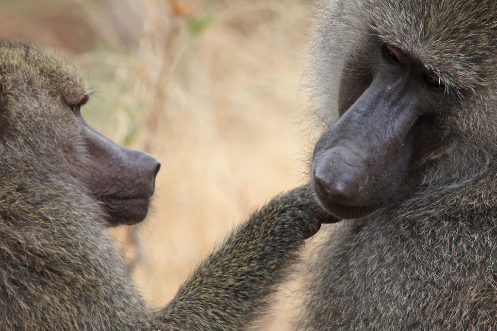 Grooming