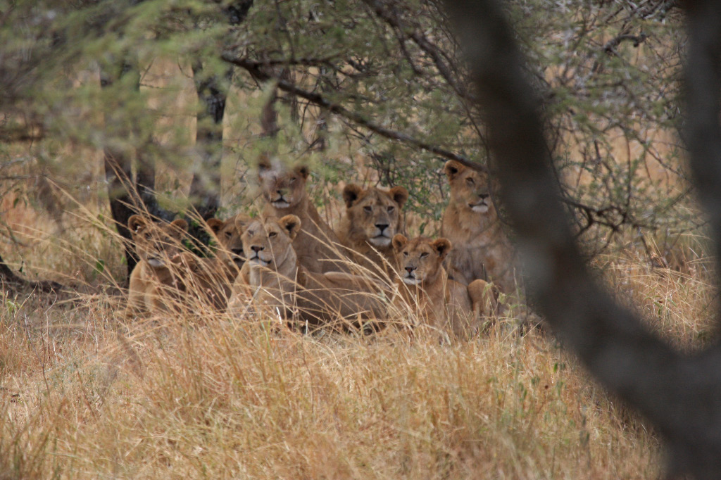 Young Lion Pride