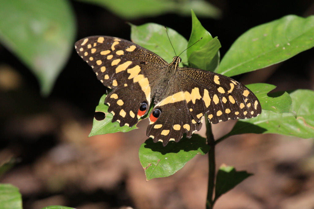 Butterfly