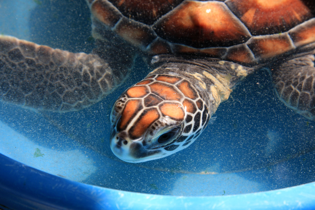 Turtle in pail