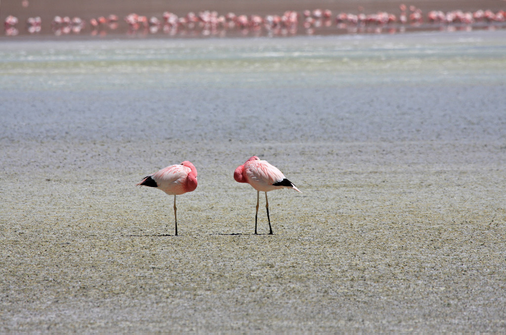 Flamingos