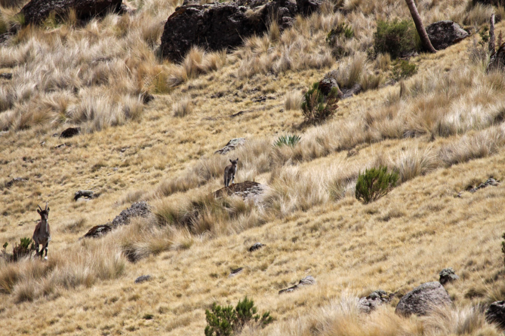 Young Ibex