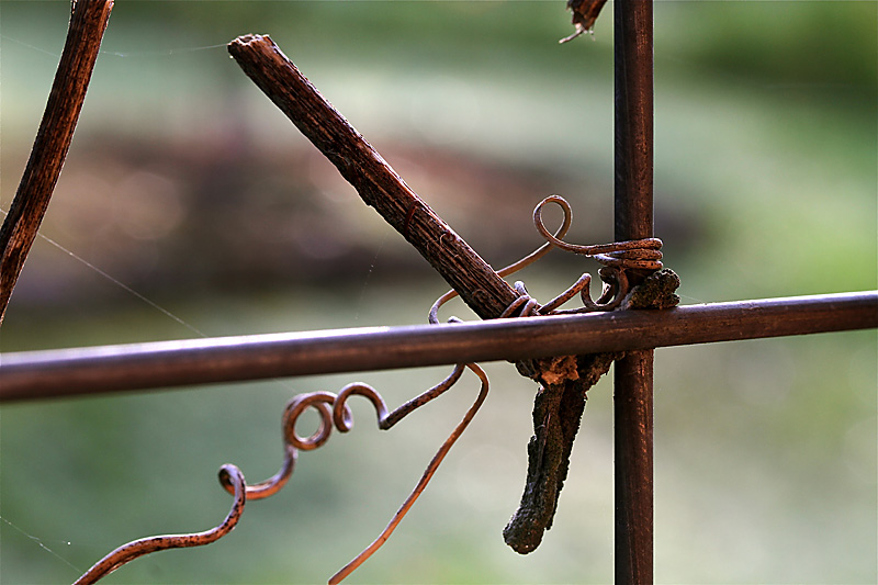 Tuesday ~ Tangled