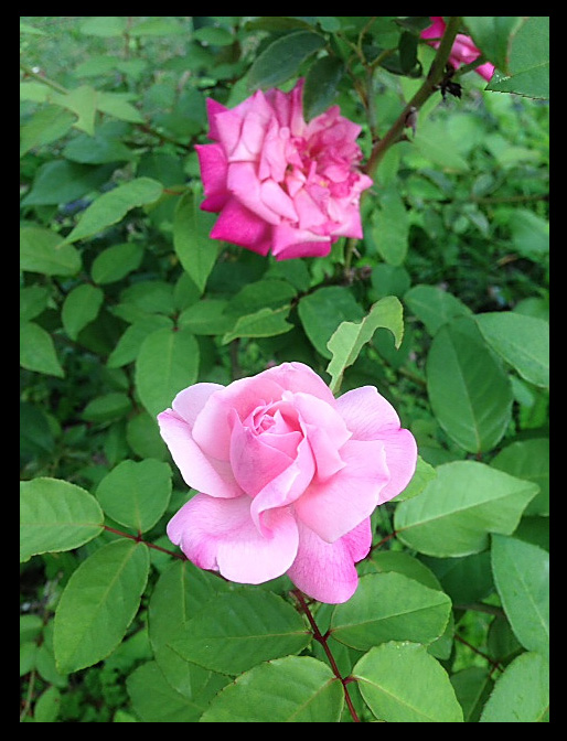 Friday~ Feminine ~ her name is Mme Lombard