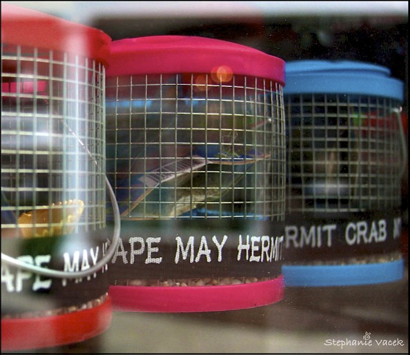 Caged