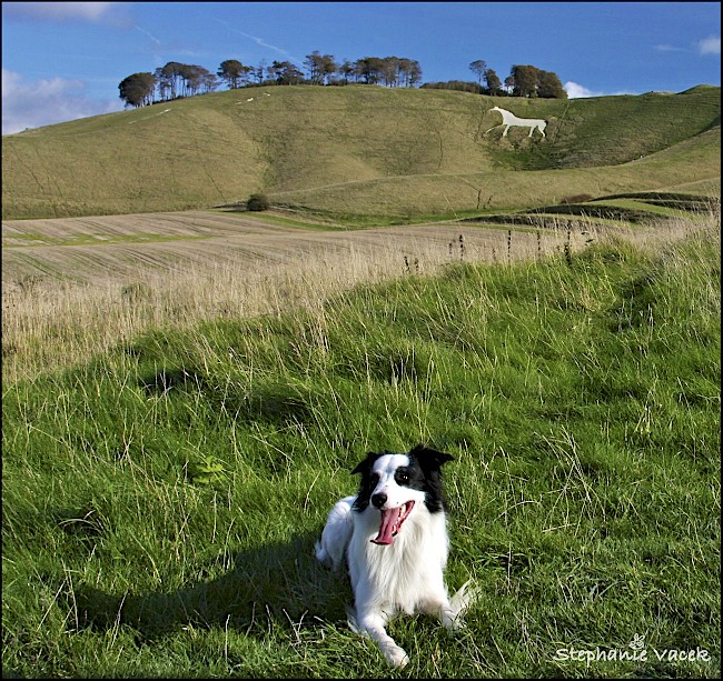 Happy Pooch