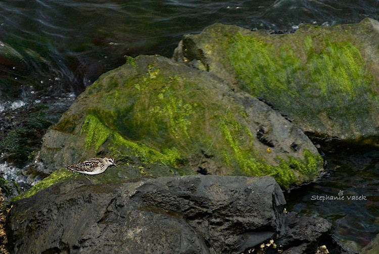Shorebird