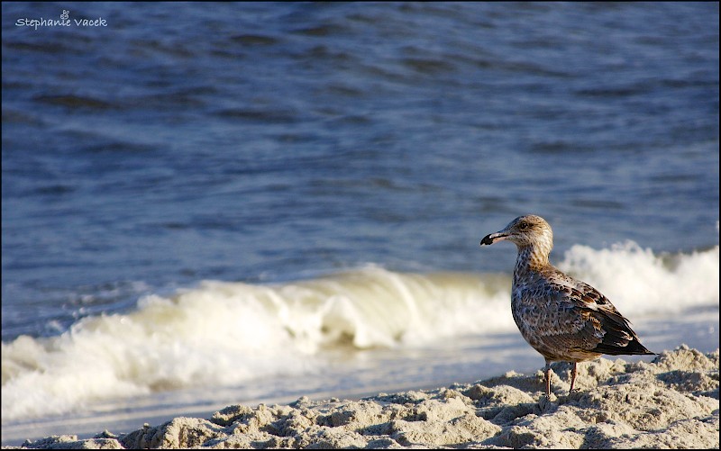 Herring Gull juvenile