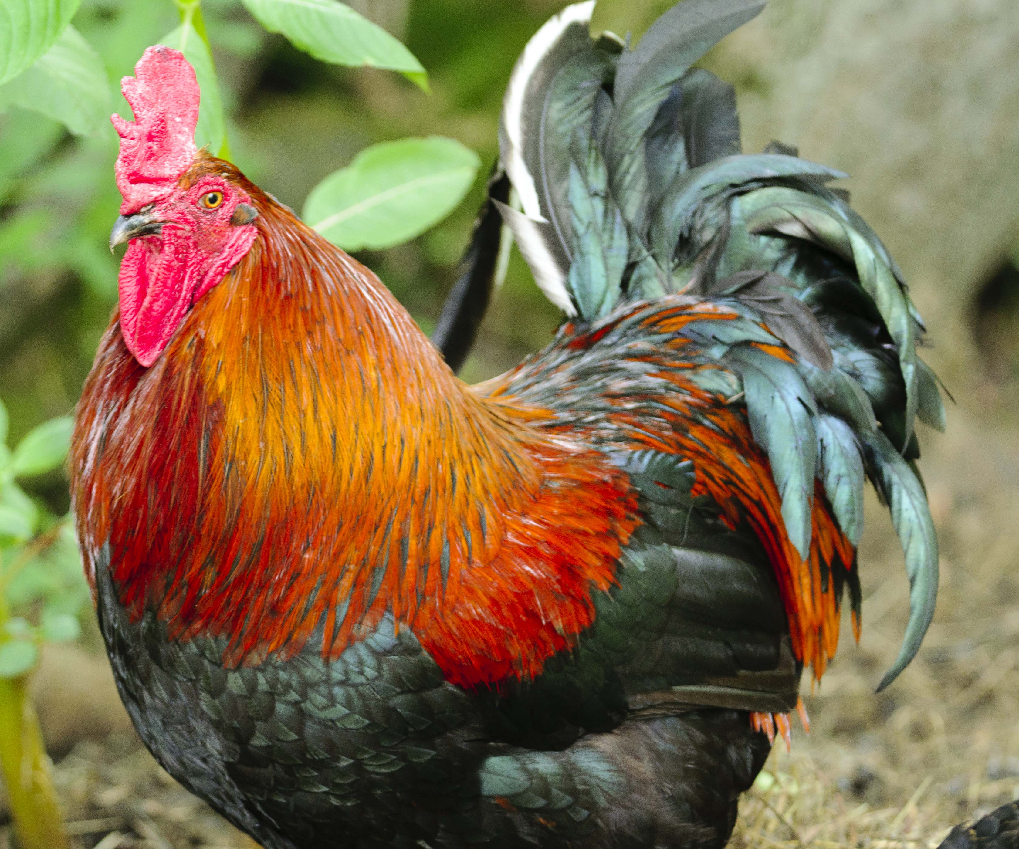 coq de basse cour.JPG