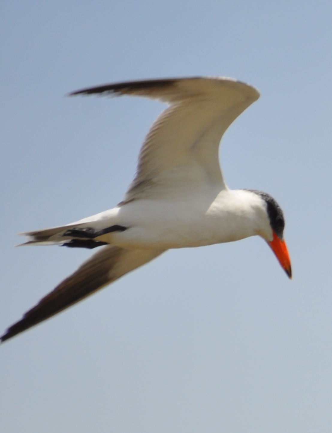 DSC_2938b.JPG