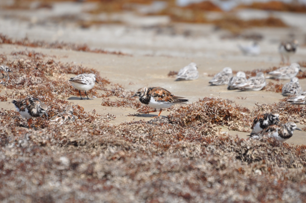 DSC_0366b.JPG