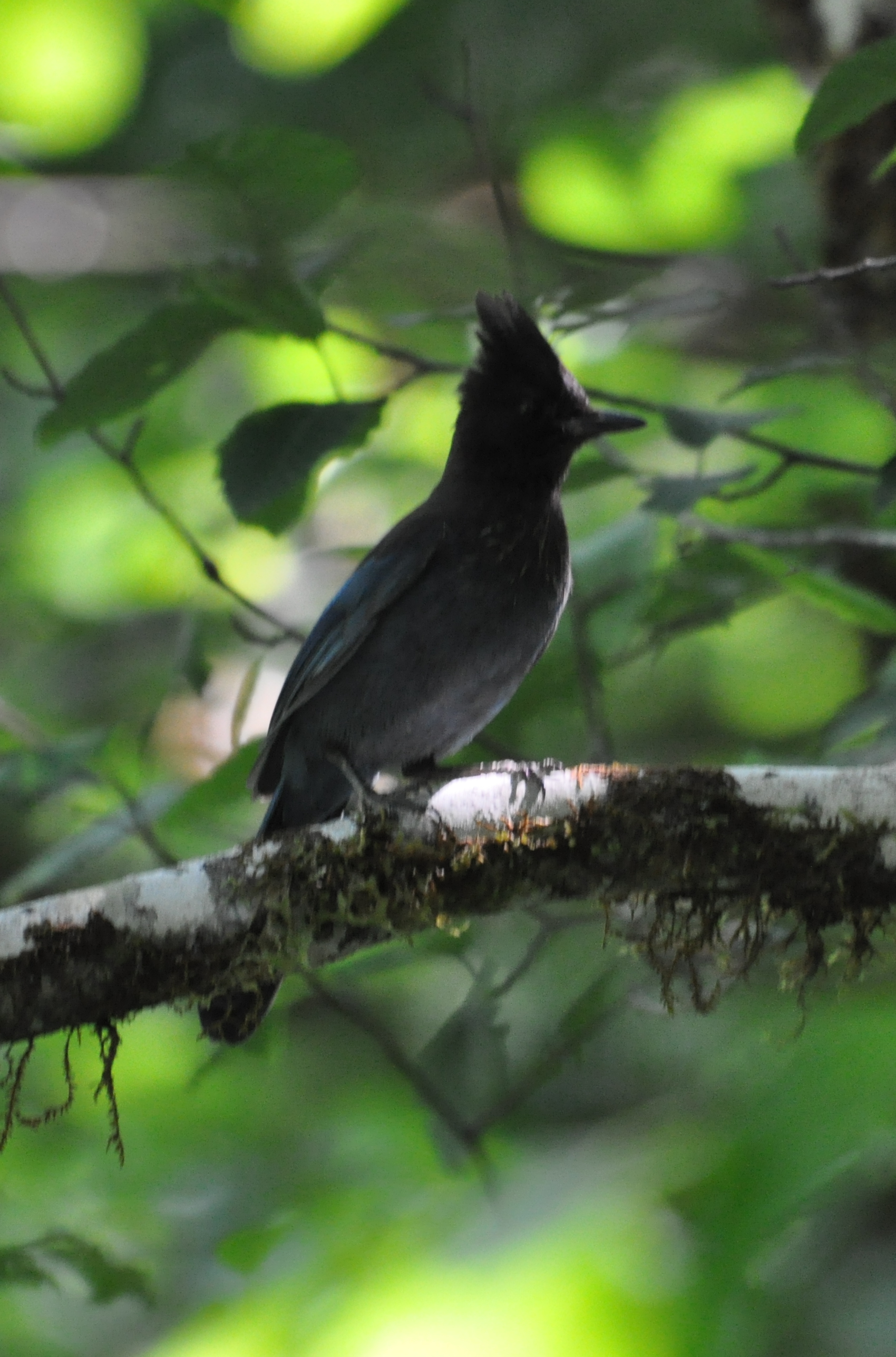 DSC_0432b.JPG