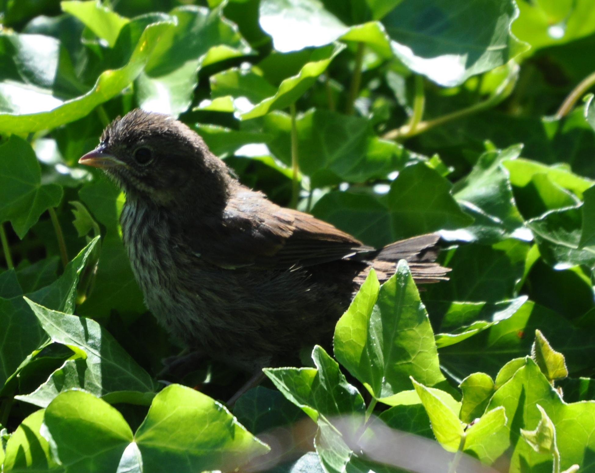DSC_0603b.JPG
