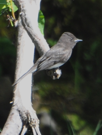 DSC_0628b.JPG