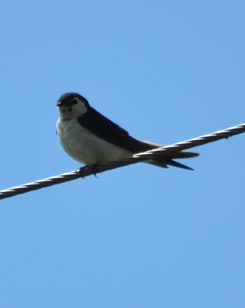 DSC_0740b.JPG