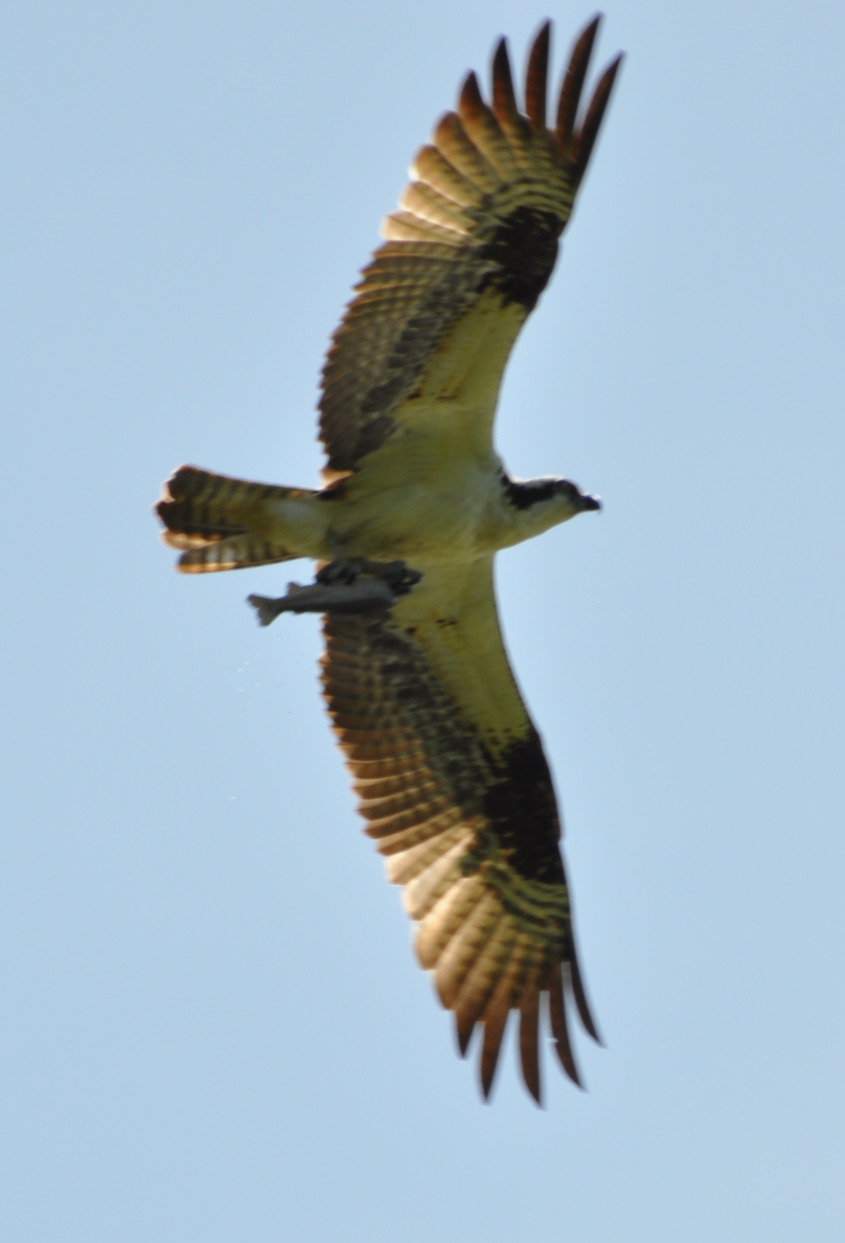 DSC_0753b.JPG