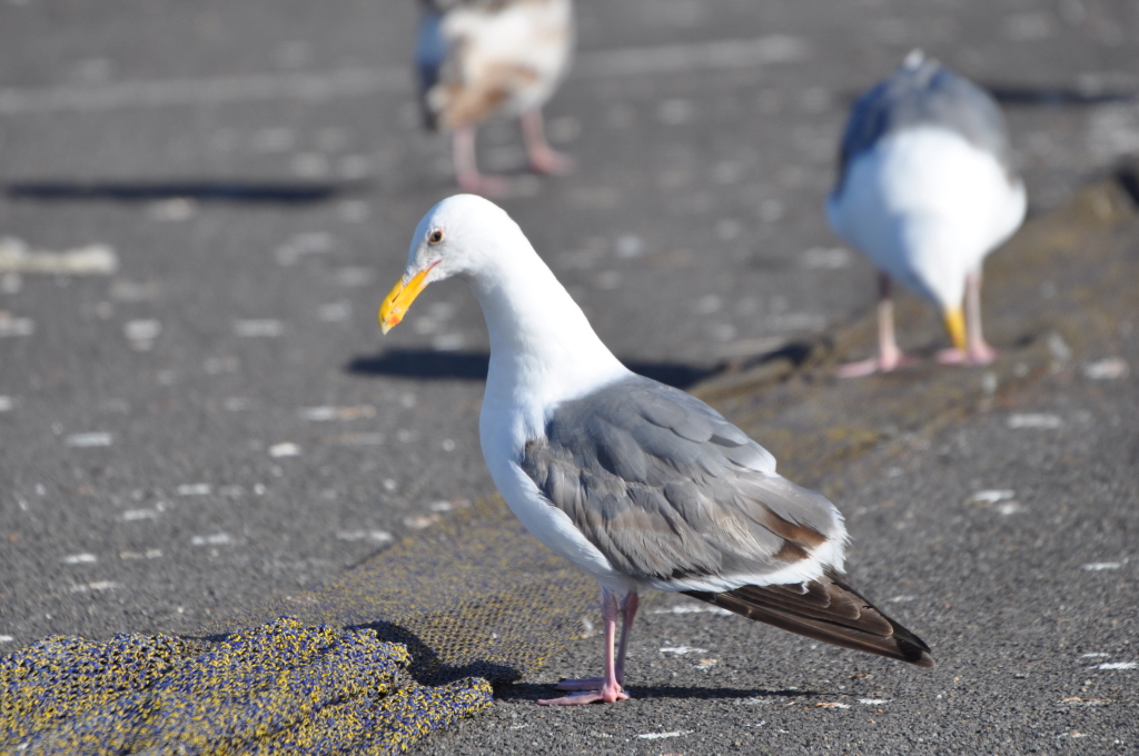 DSC_0063b.JPG