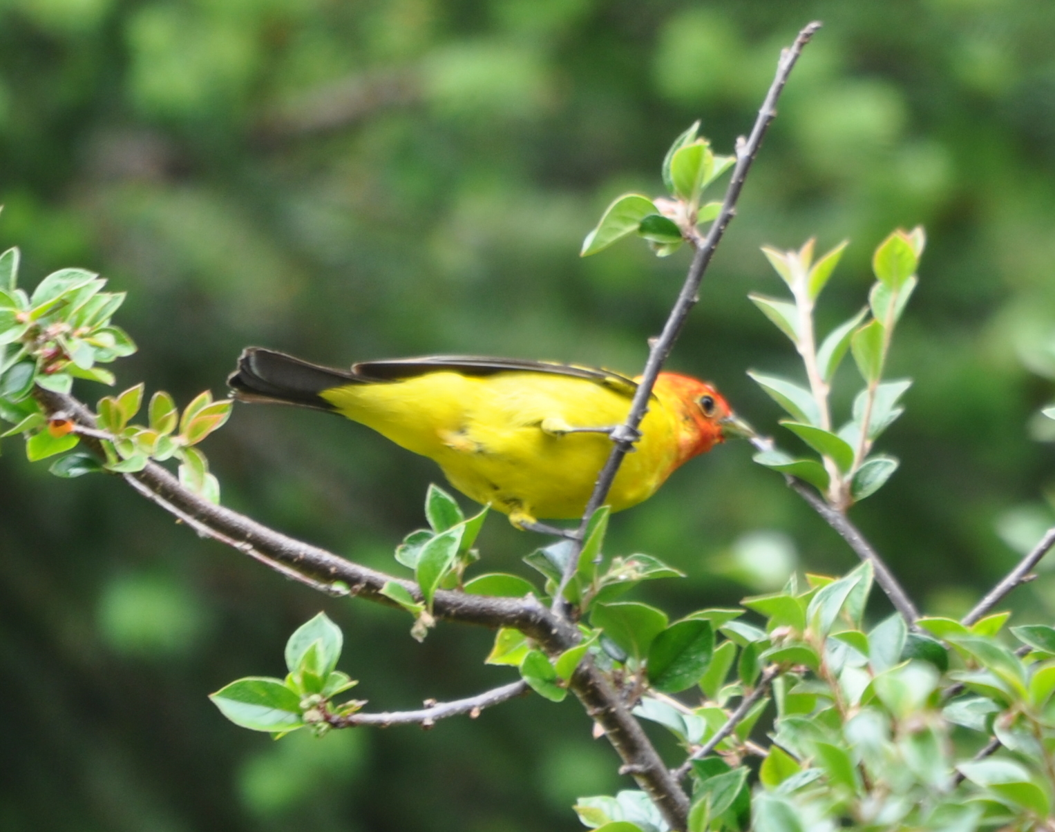 DSC_0075b.JPG