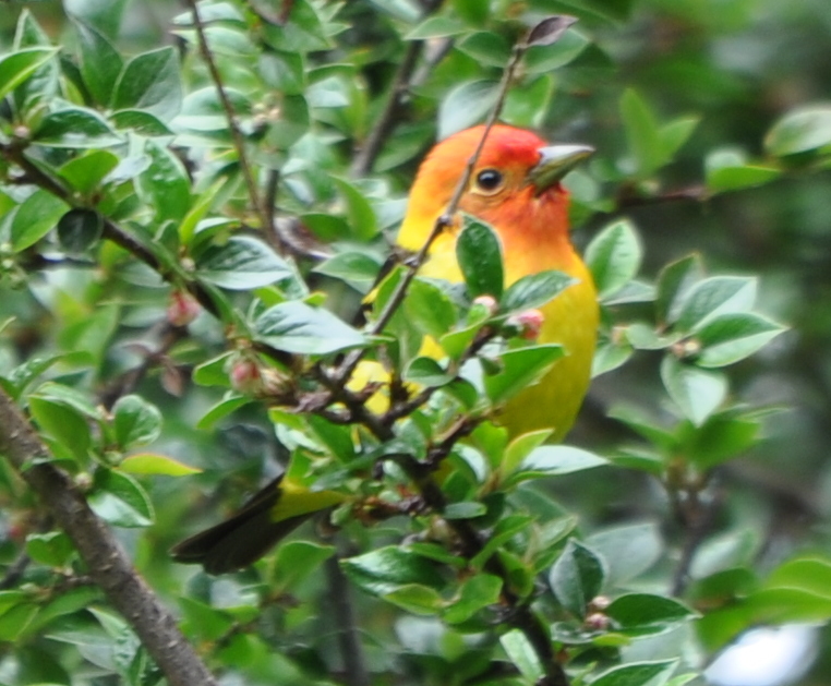DSC_0090b.JPG