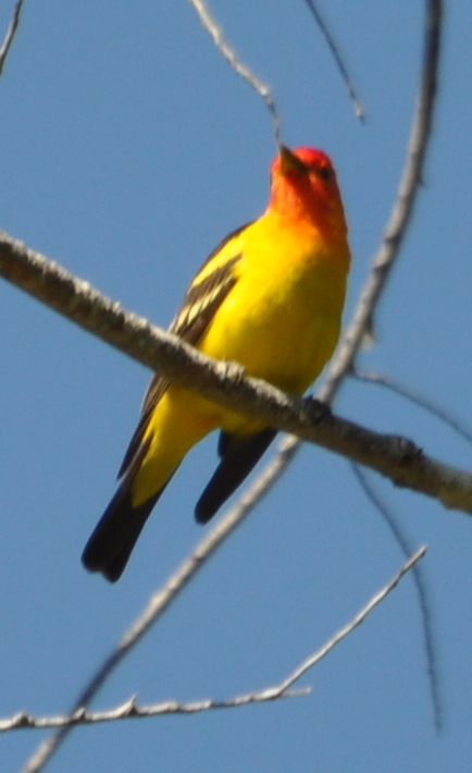 DSC_0141b.JPG