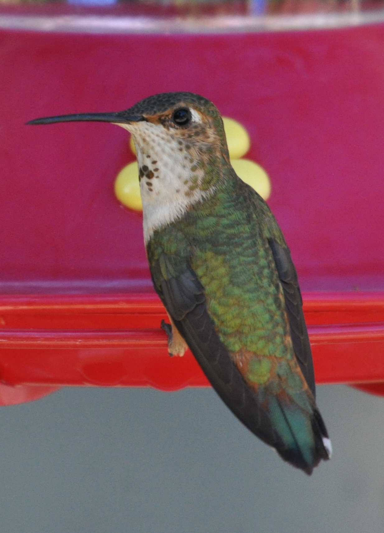 DSC_0198b.JPG