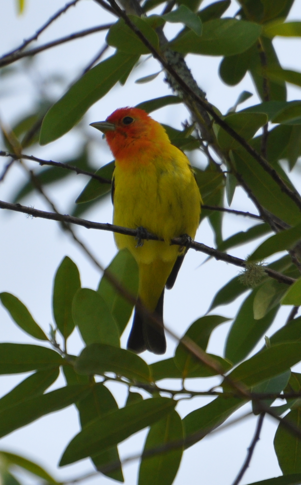 DSC_0395b.JPG