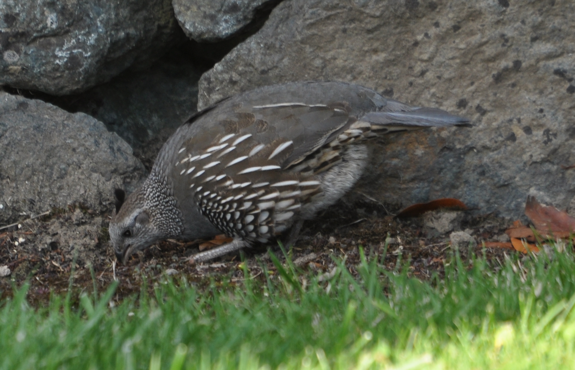 DSC_0496b.JPG