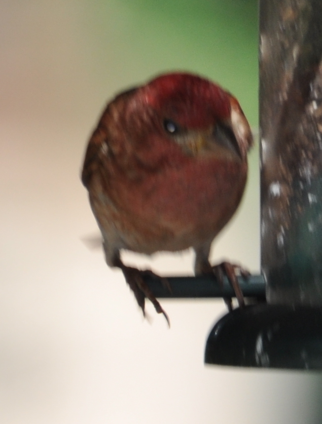 DSC_0318f.JPG