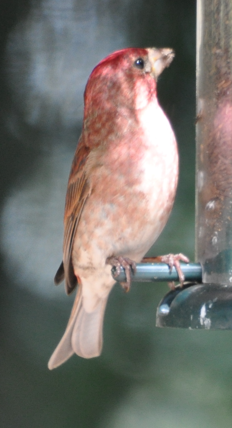 DSC_0322f.JPG