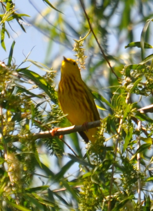 DSC_0136b.JPG