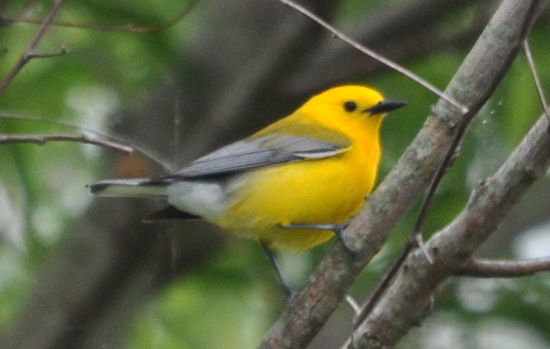 DSC_0572b.JPG