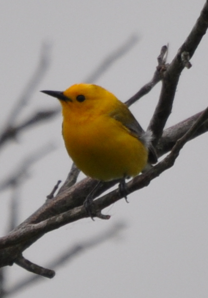 DSC_0626b.JPG