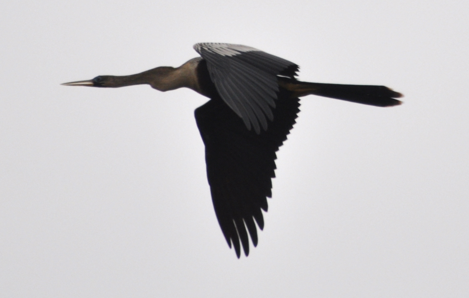 DSC_0712b.JPG