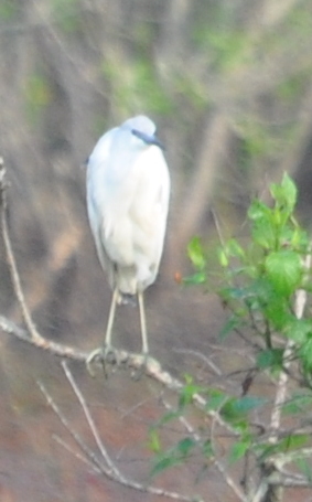 DSC_0125b.JPG