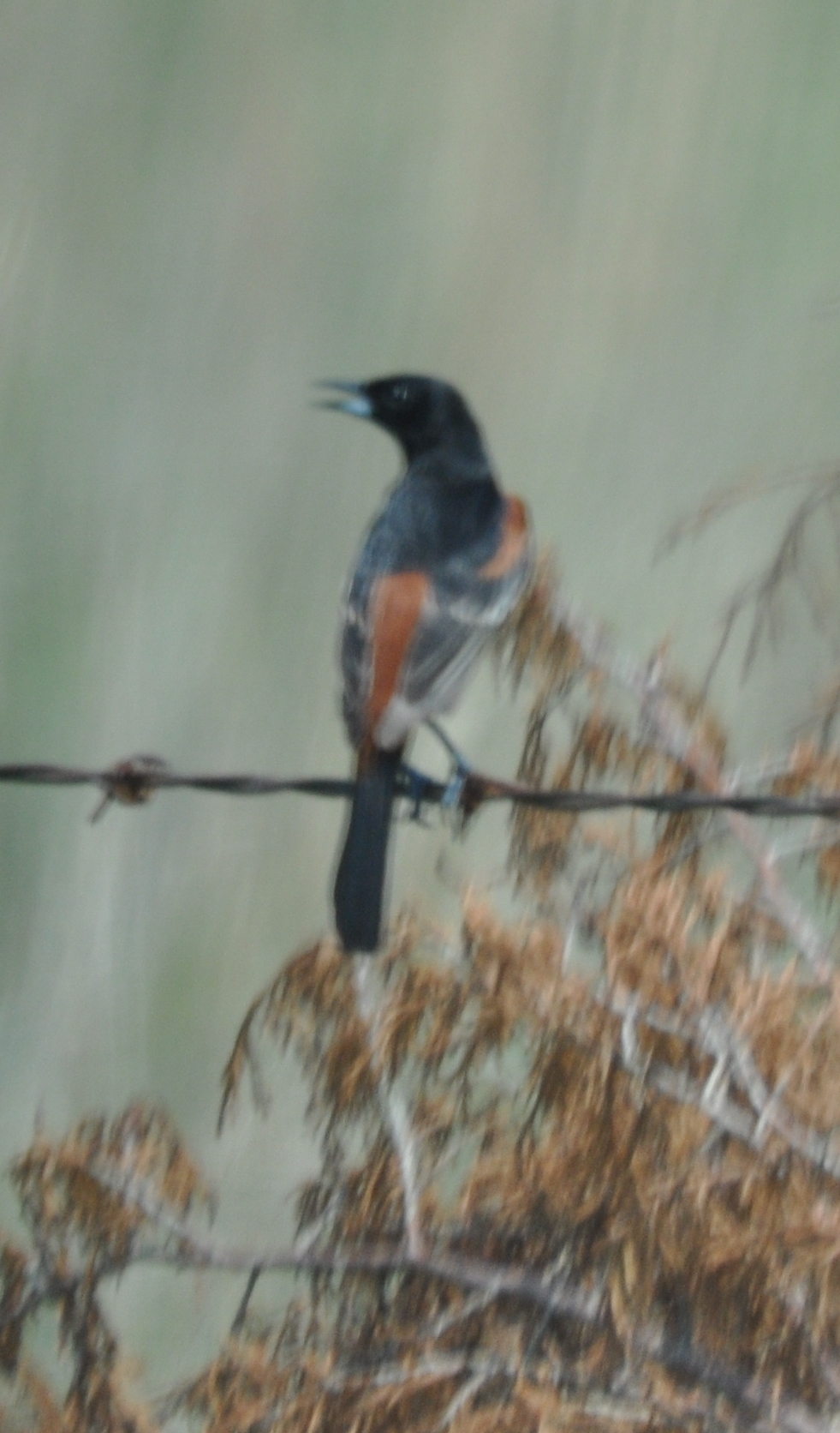 DSC_0255b.JPG