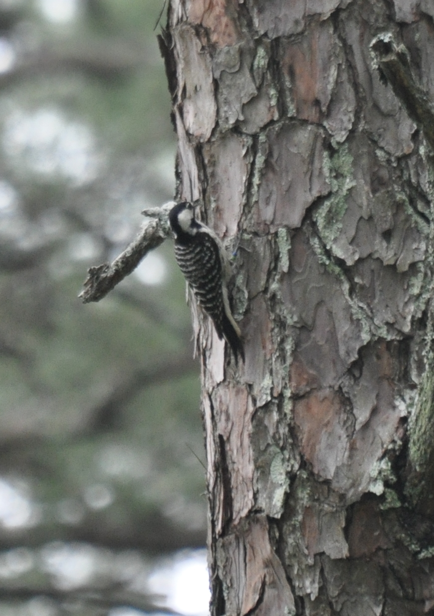 DSC_0269b.JPG