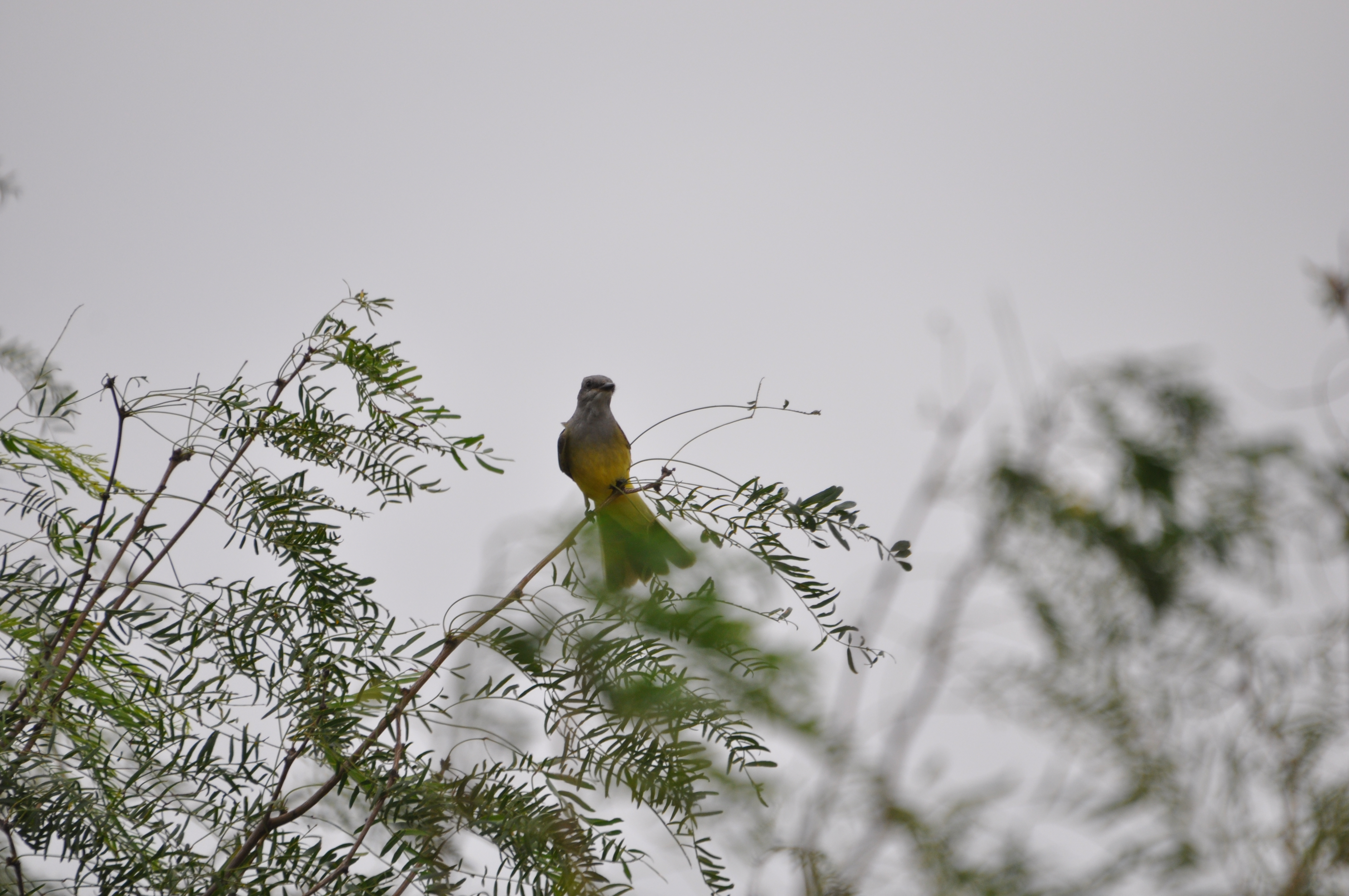DSC_0015.JPG