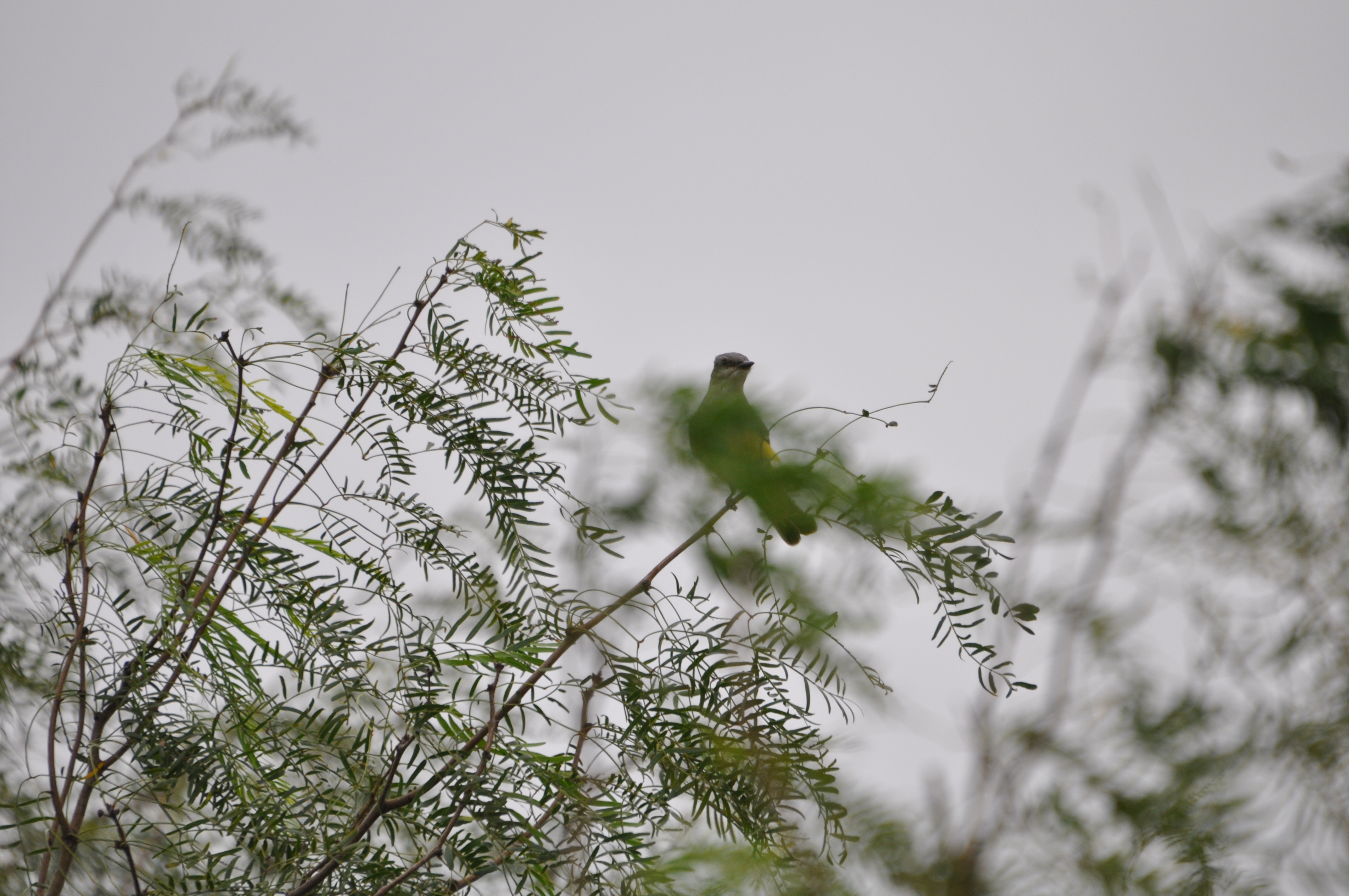 DSC_0016.JPG