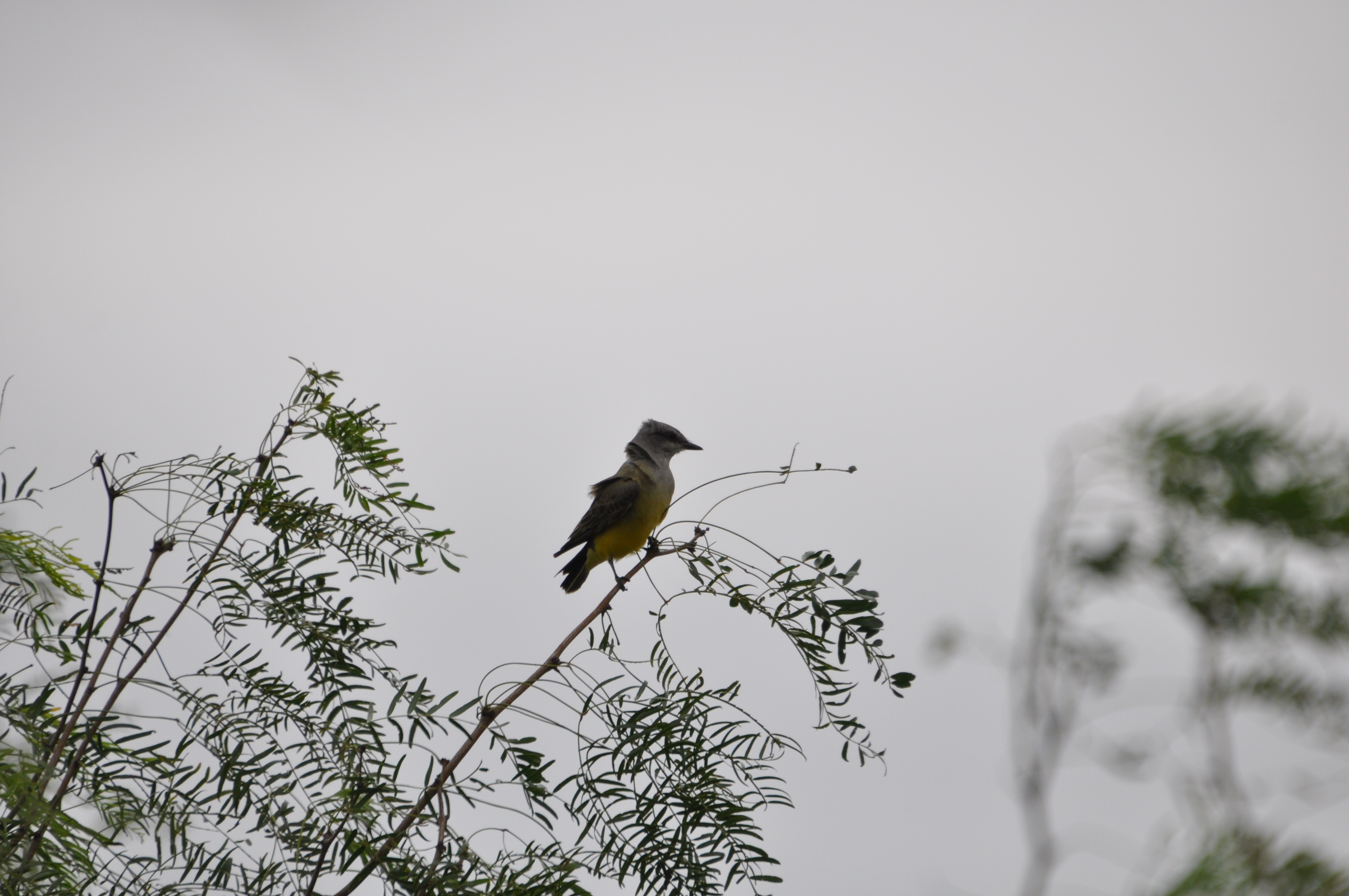 DSC_0019.JPG