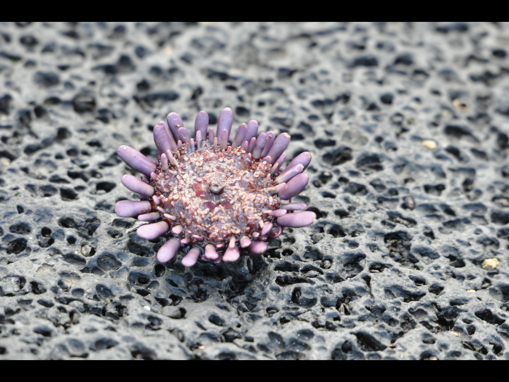 DSC_0253b.JPG
