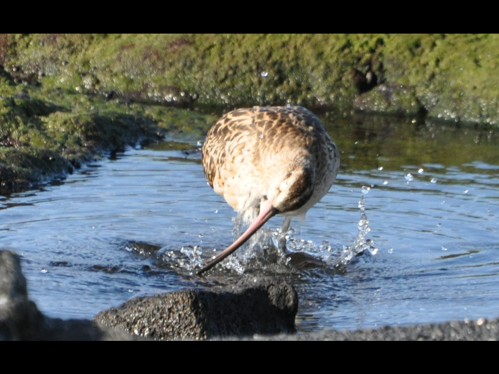 DSC_0444b.JPG
