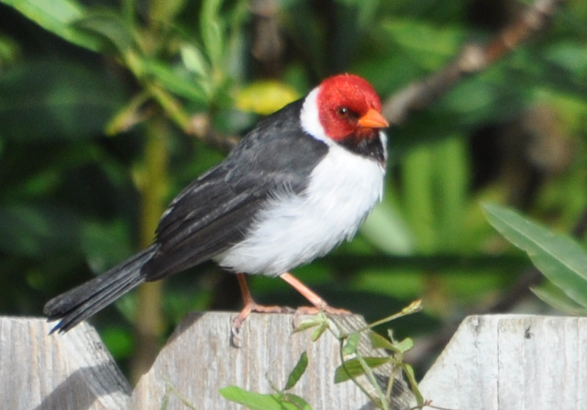 DSC_0002b.JPG