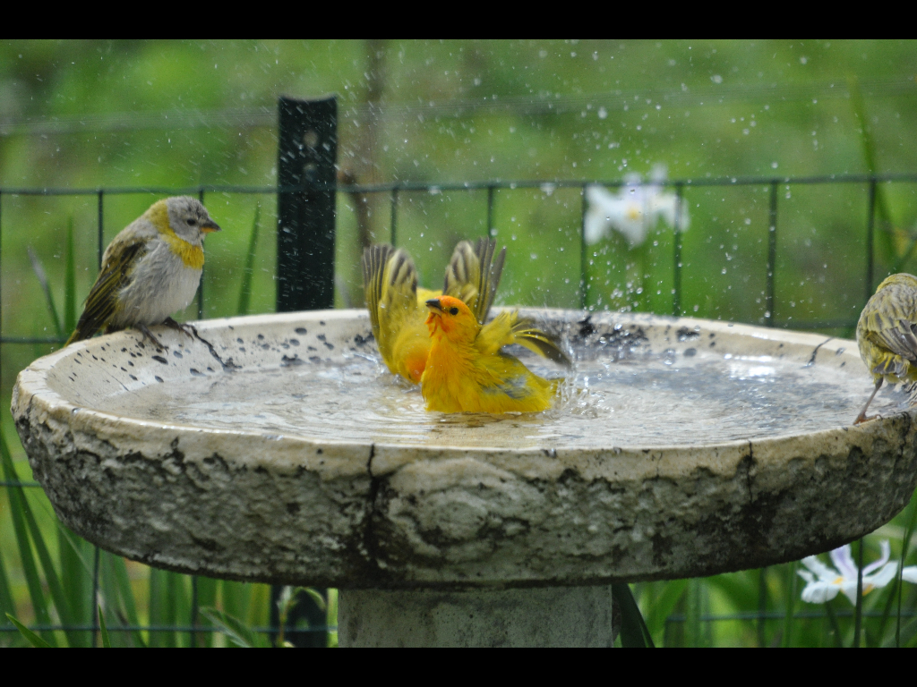 DSC_0184b.JPG