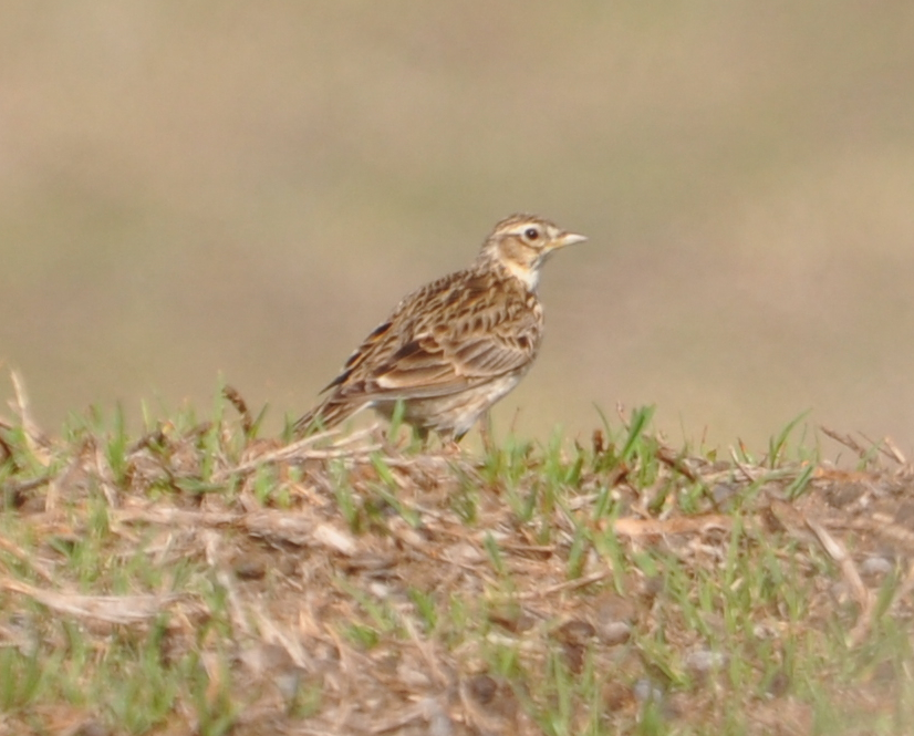 DSC_0012b.JPG
