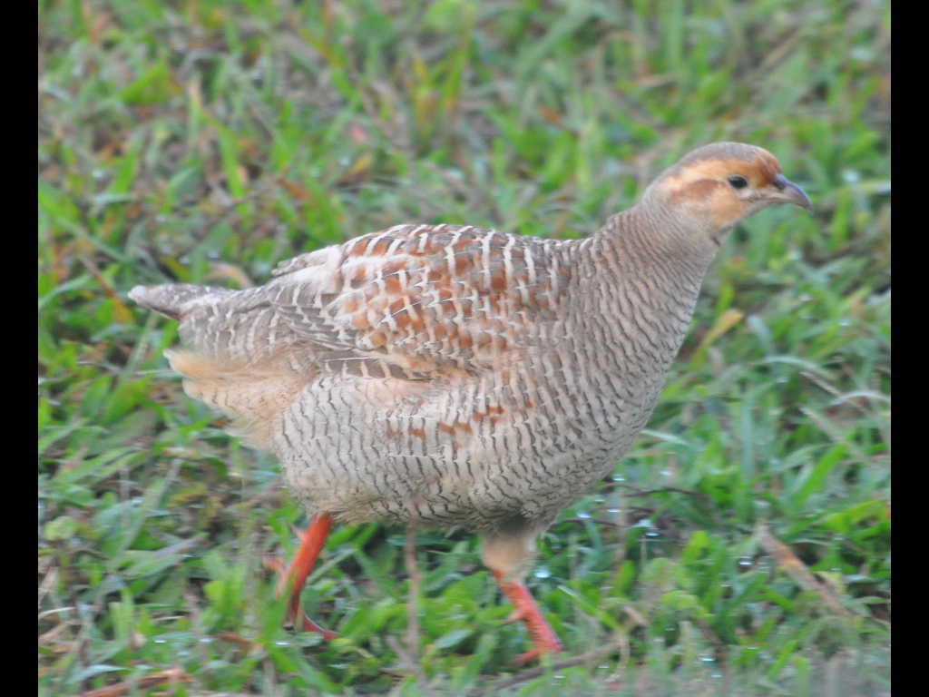 DSC_0003b.JPG