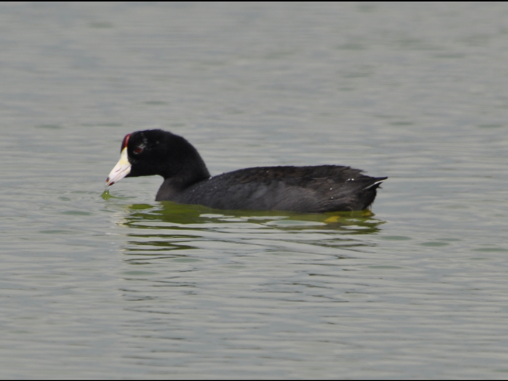 DSC_0199b.JPG