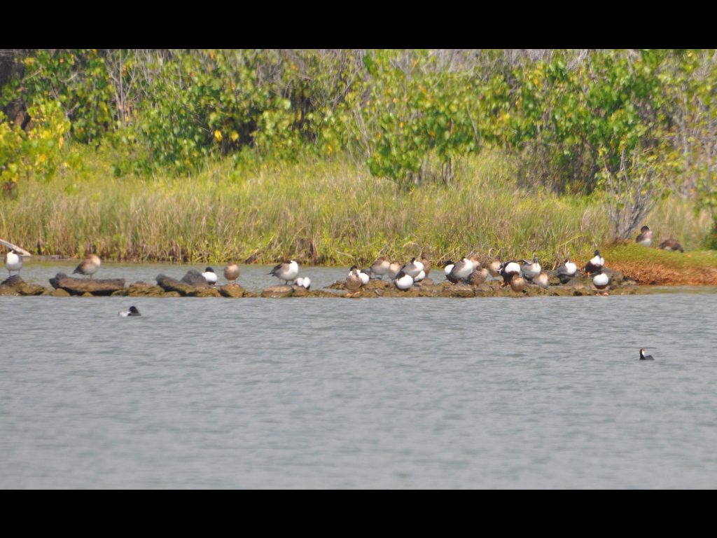 DSC_0202b.JPG
