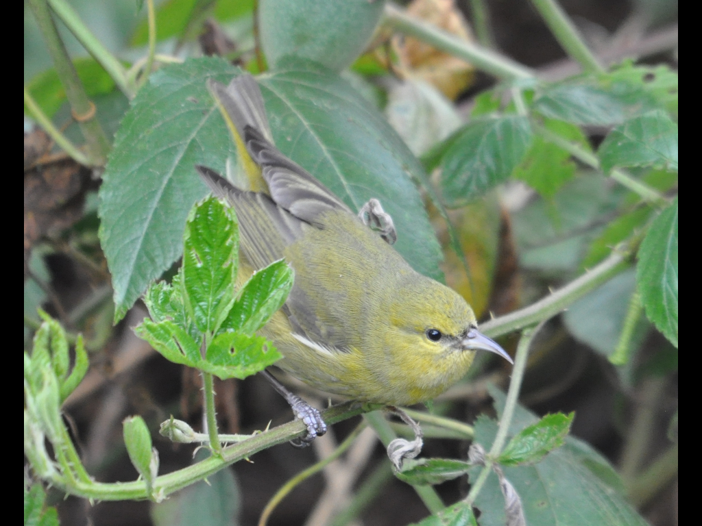 DSC_0415b.JPG