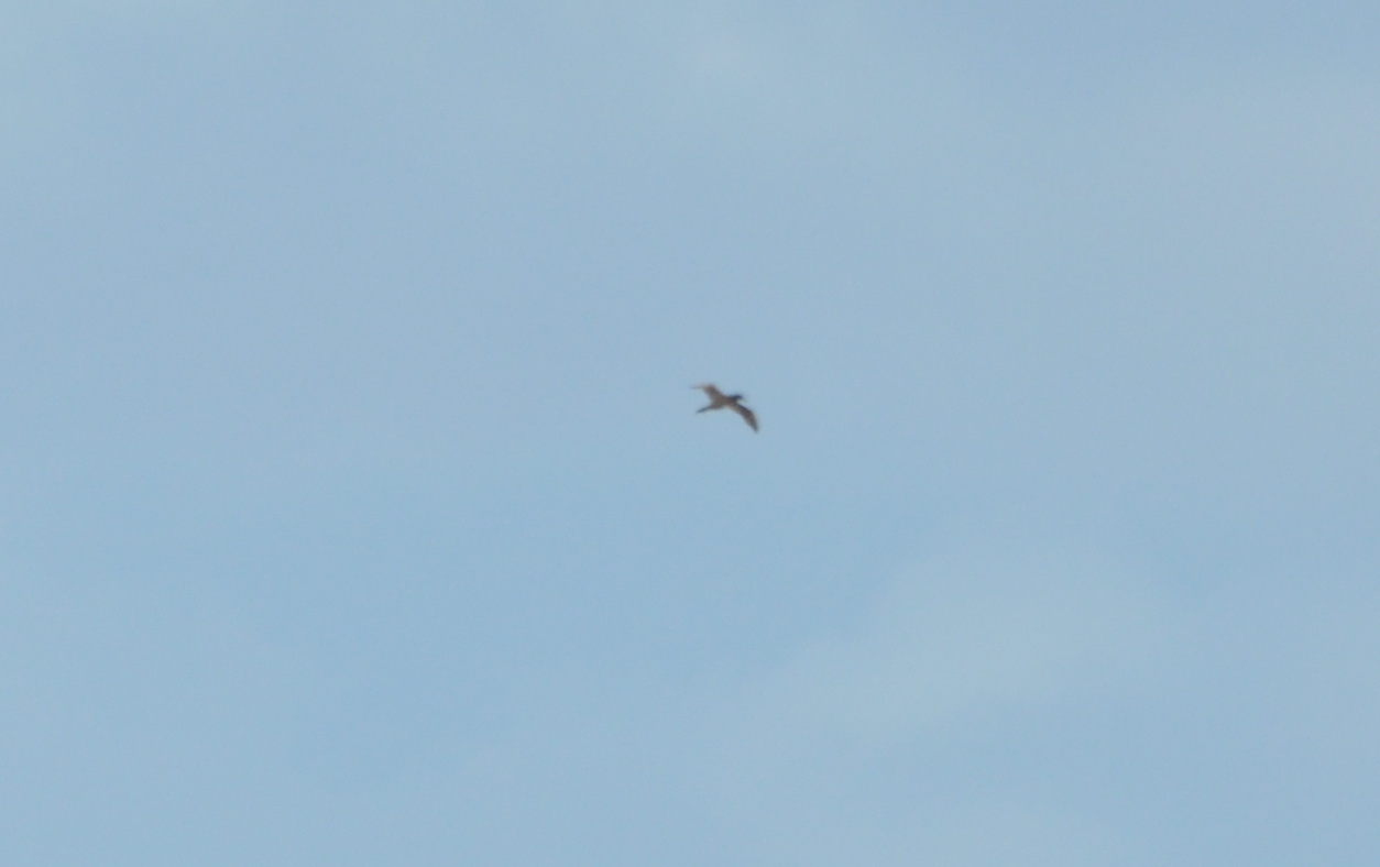 DSC_0071b.JPG